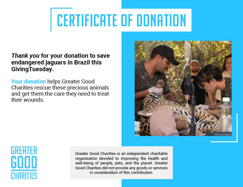 GivingTuesday: Help Jaguars Burned During Wildfires