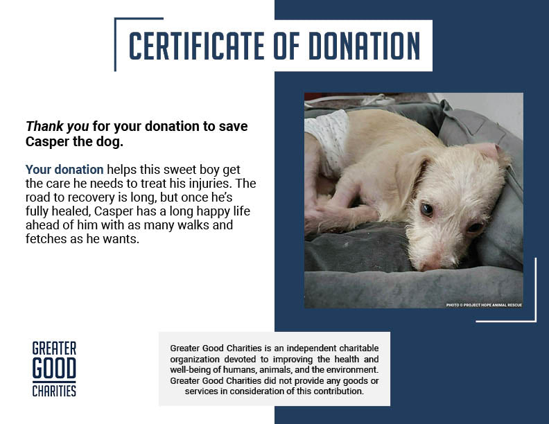 Casper Was Struck by a Car and Now He Is Fighting to Ever Walk Again