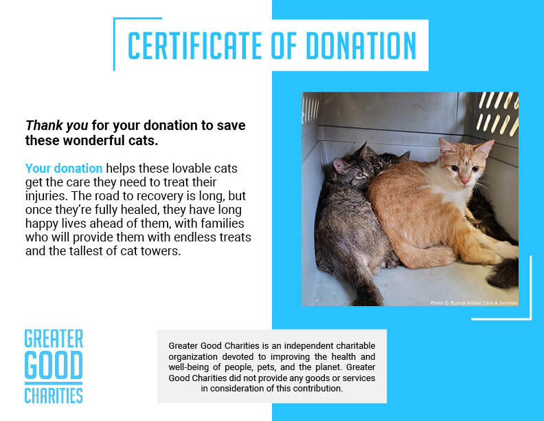 Funded: Help 20 Neglected Cats, Abandoned in Squalid House