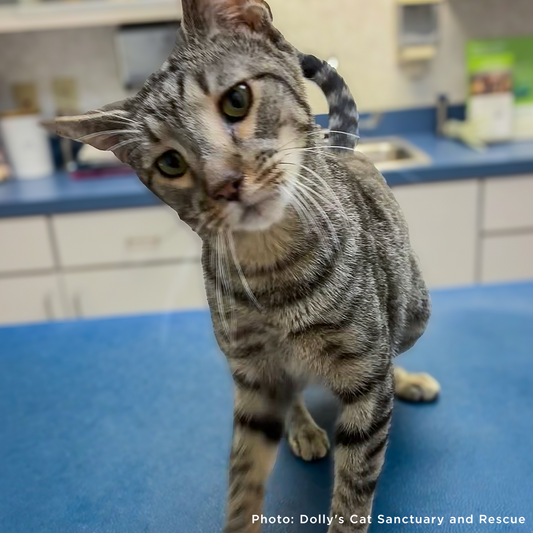 Send a Care Package to a Shelter Pet