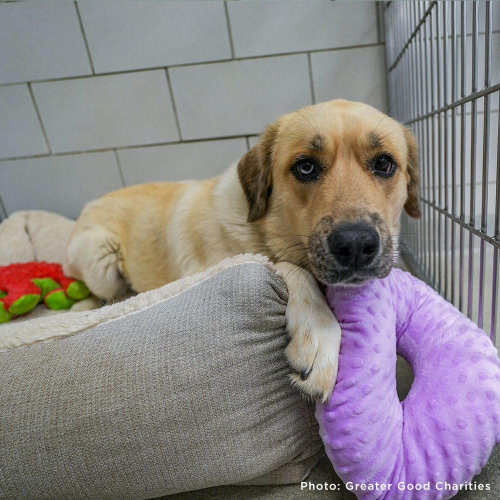 Send a Care Package to a Shelter Pet