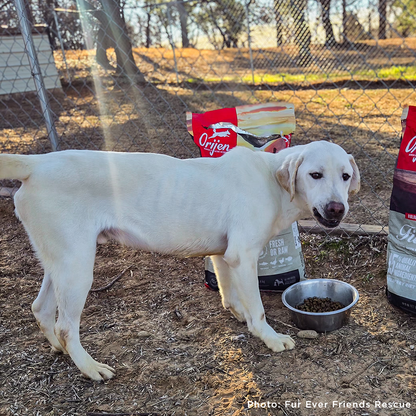 Send a Care Package to a Shelter Pet