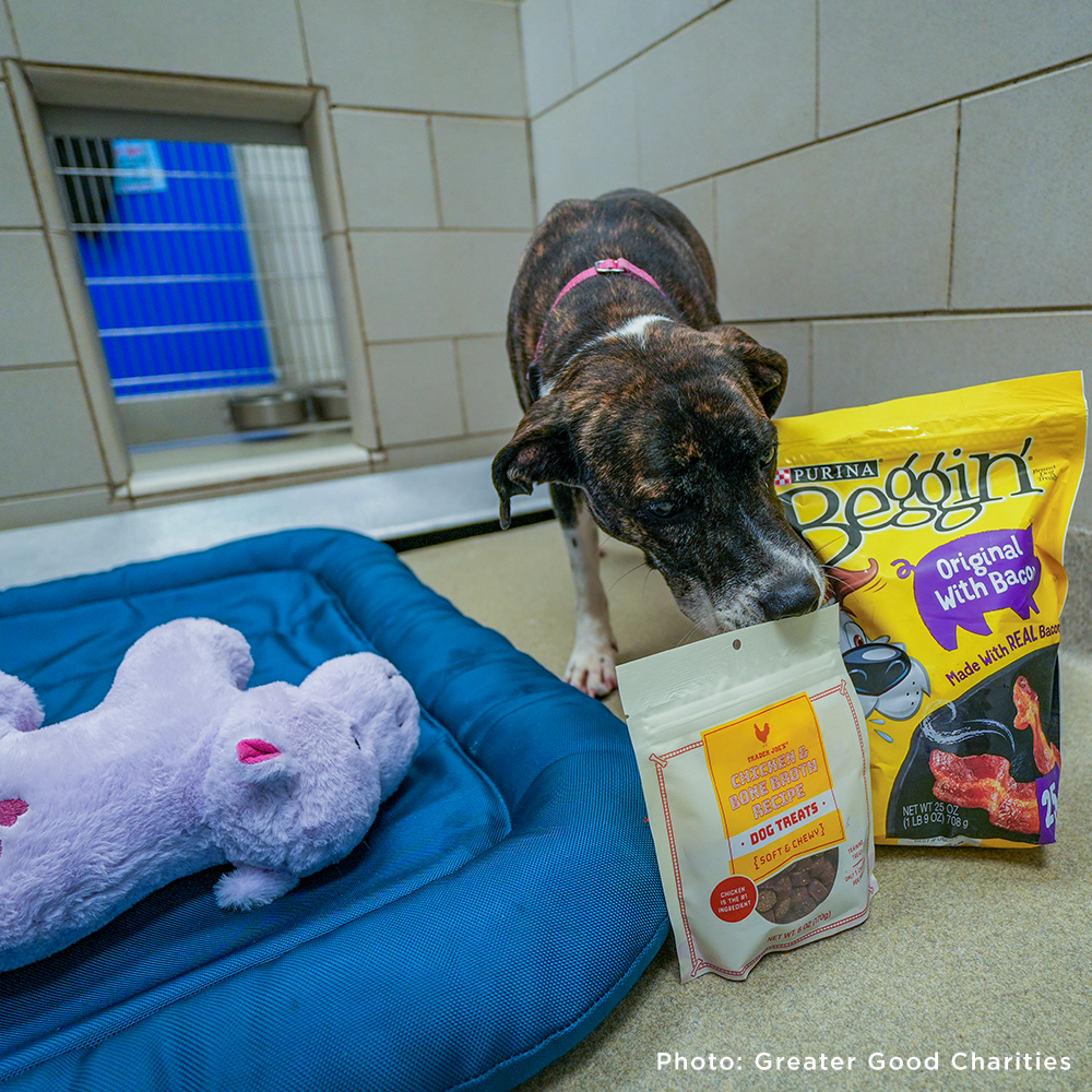 Send a Care Package to a Shelter Pet