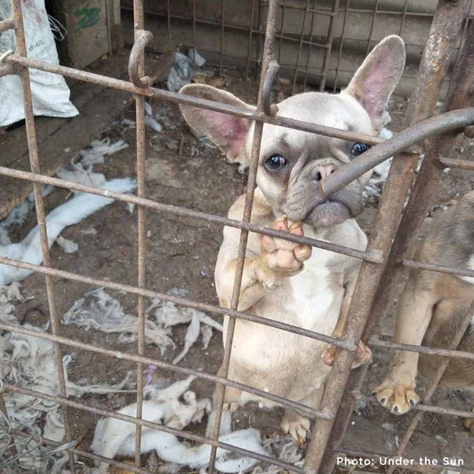 Protect Hundreds of Dogs from the Horrors of War
