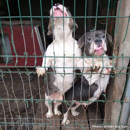 Protect Hundreds of Dogs from the Horrors of War