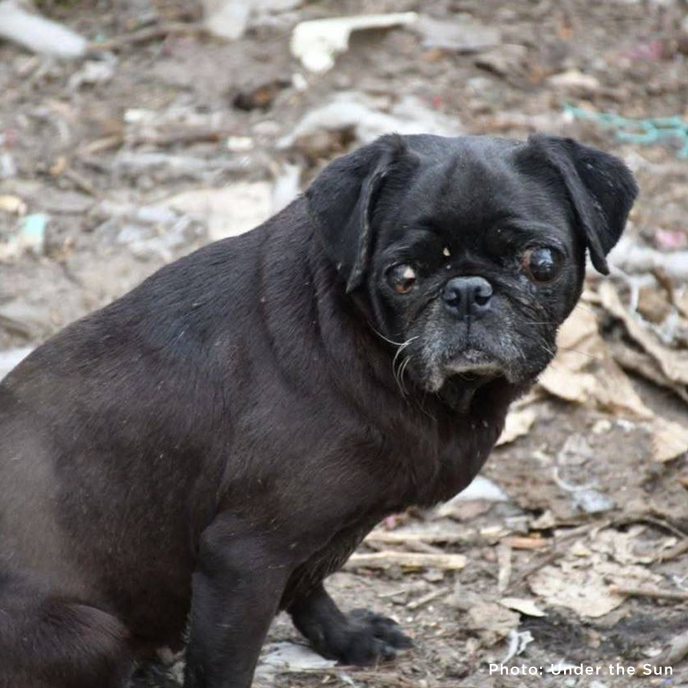 Protect Hundreds of Dogs from the Horrors of War