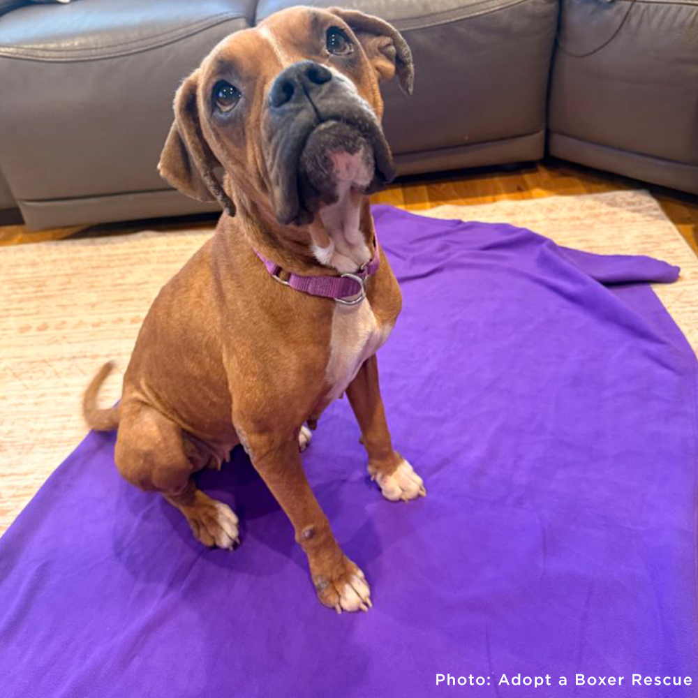 Send Vital Supplies to Shelters Saving Pets’ Lives