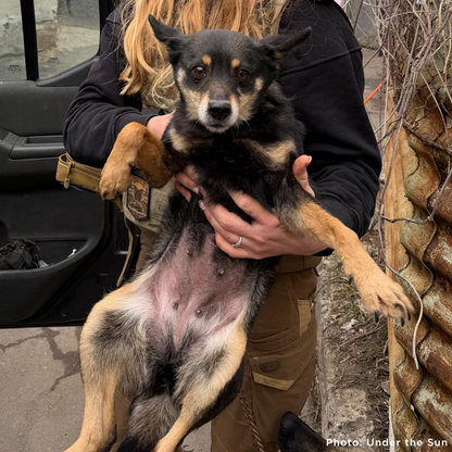 Crisis in Ukraine: Help Evacuate Pets From the Frontlines