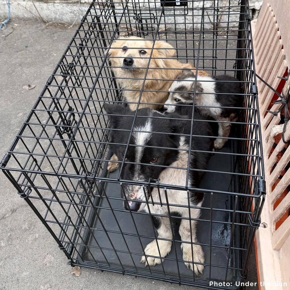 Crisis in Ukraine: Help Evacuate Pets From the Frontlines