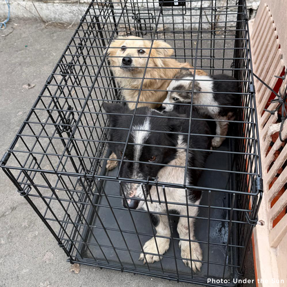 Crisis in Ukraine: Help Evacuate Pets From the Frontlines