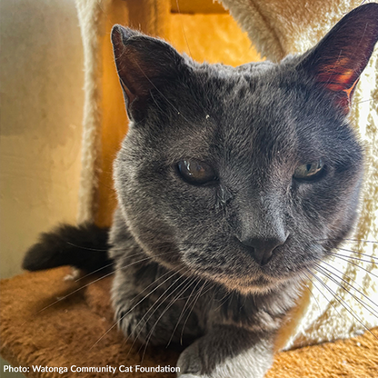 Send Support Packages to Senior Cats The Animal Rescue Site