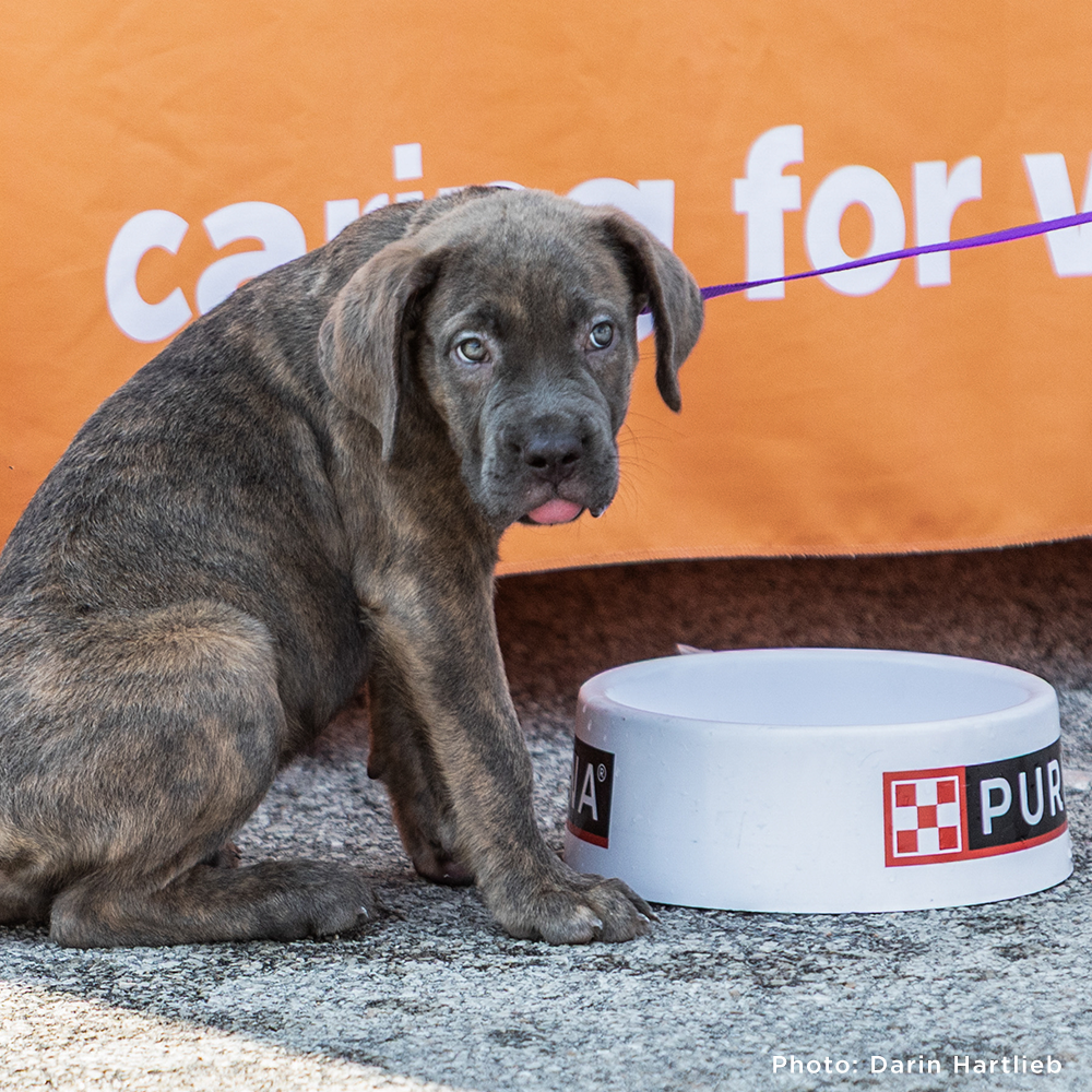 Support Families & Pets Hit Hard by Rising Costs