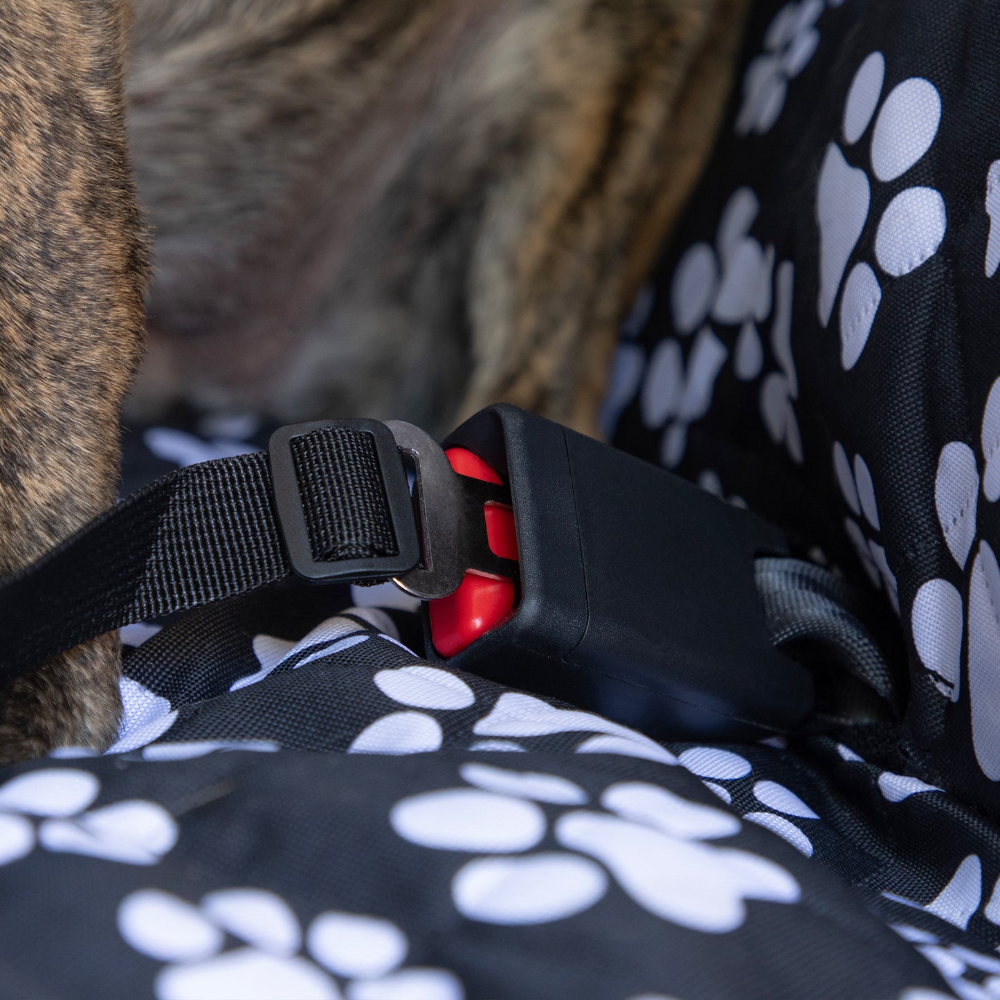 Close-up of a dog's harness being secured on a black seat cover with white paw prints.