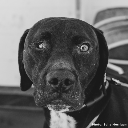 Help Dog with Missing Eye Trust Again After Being Rescued from Neglect