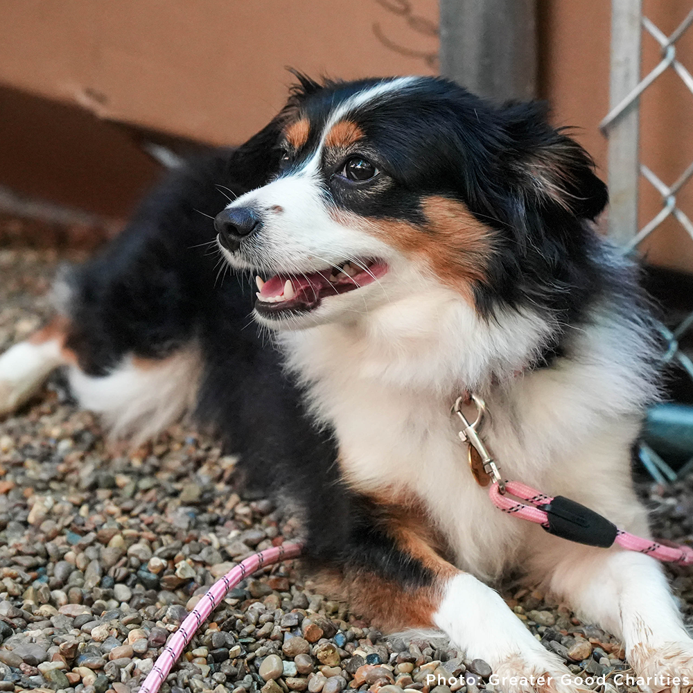 Keep Domestic Violence Victims and Their Pets Together
