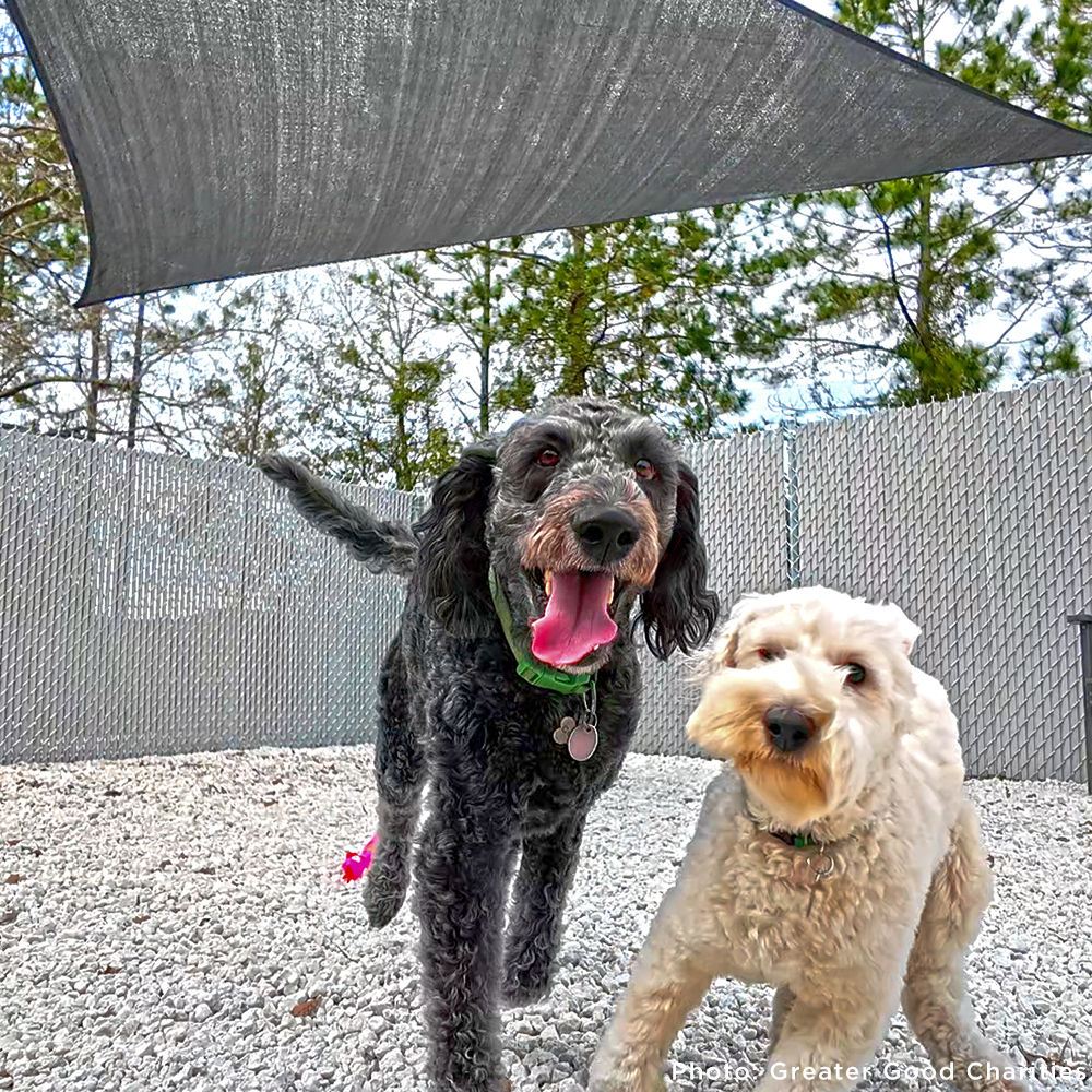 Keep Domestic Violence Victims and Their Pets Together
