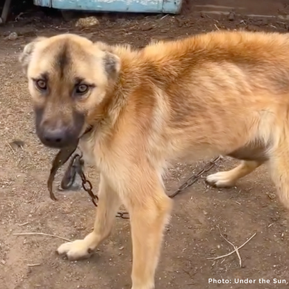 Starving Ukraine Dogs Freed from Heavy Chains Need Emergency Care
