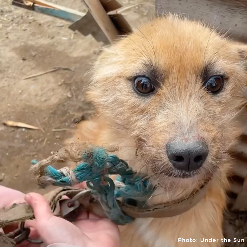 Starving Ukraine Dogs Freed from Heavy Chains Need Emergency Care