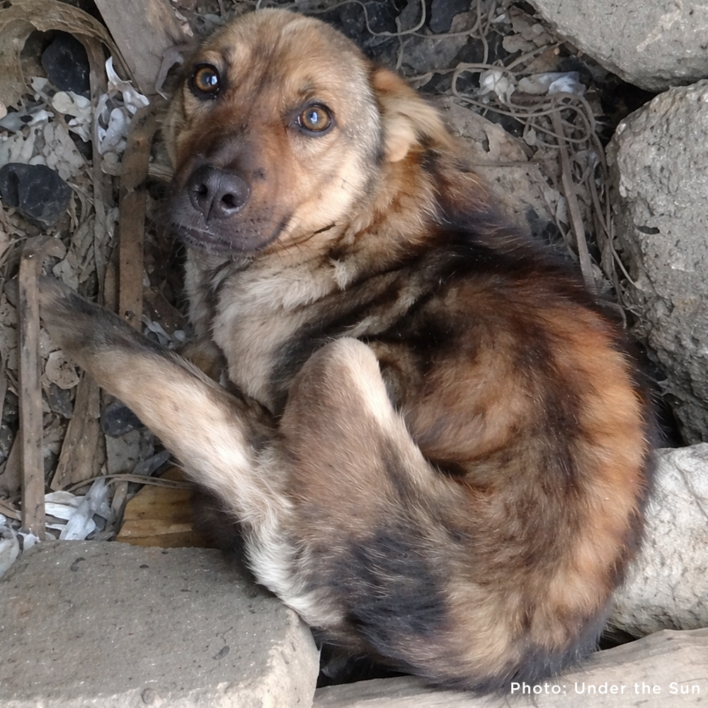 Funded: Starving Ukraine Dogs Freed from Heavy Chains Need Emergency C ...