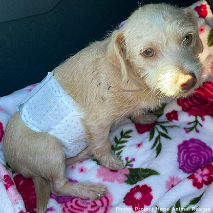 Casper Was Struck by a Car and Now He Is Fighting to Ever Walk Again