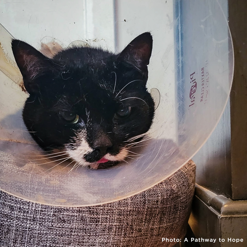Senior Cat Roma Attacked by Four Dogs Needs Surgery to Recover