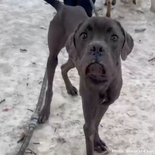 Emaciated Dogs Rescued from War-Torn Village Need Your Support to Survive