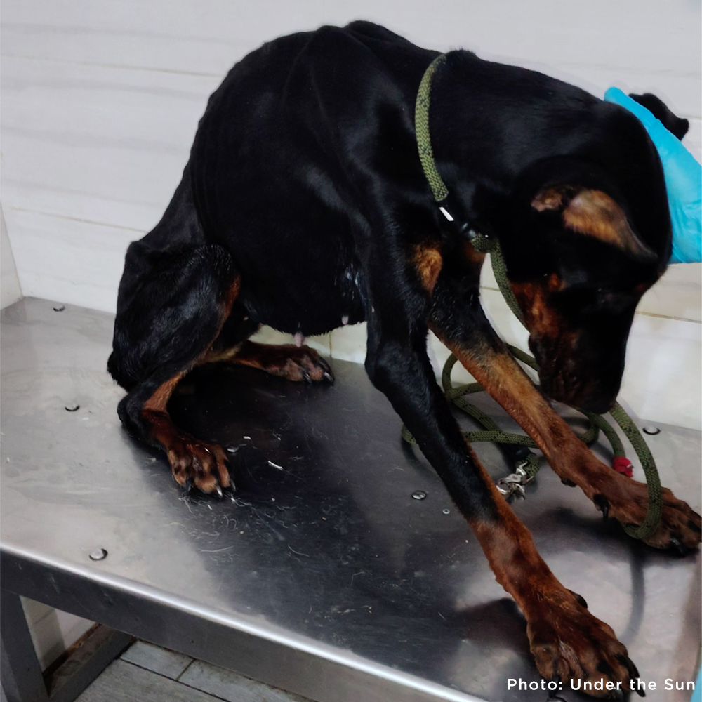 Protect Hundreds of Dogs from the Horrors of War