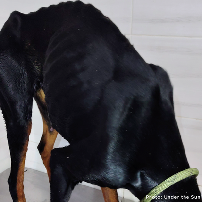 Funded: Emaciated Dogs Rescued from War-Torn Village Need Your Support to Survive