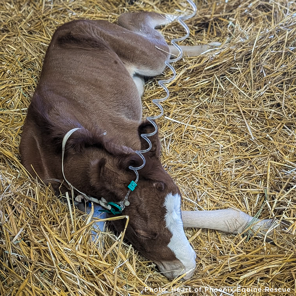 Newborn Horse is Fighting for Her Life- Help Save Saffron