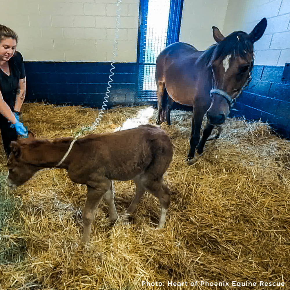 Newborn Horse is Fighting for Her Life- Help Save Saffron