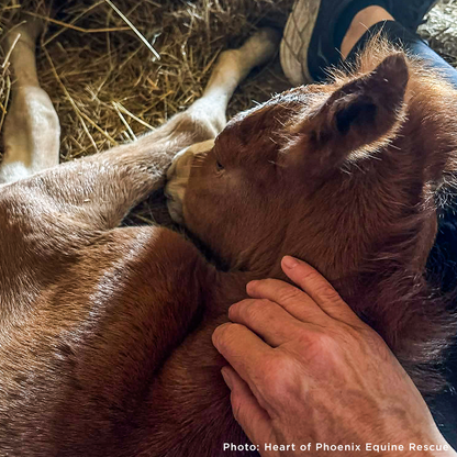 Newborn Horse is Fighting for Her Life- Help Save Saffron