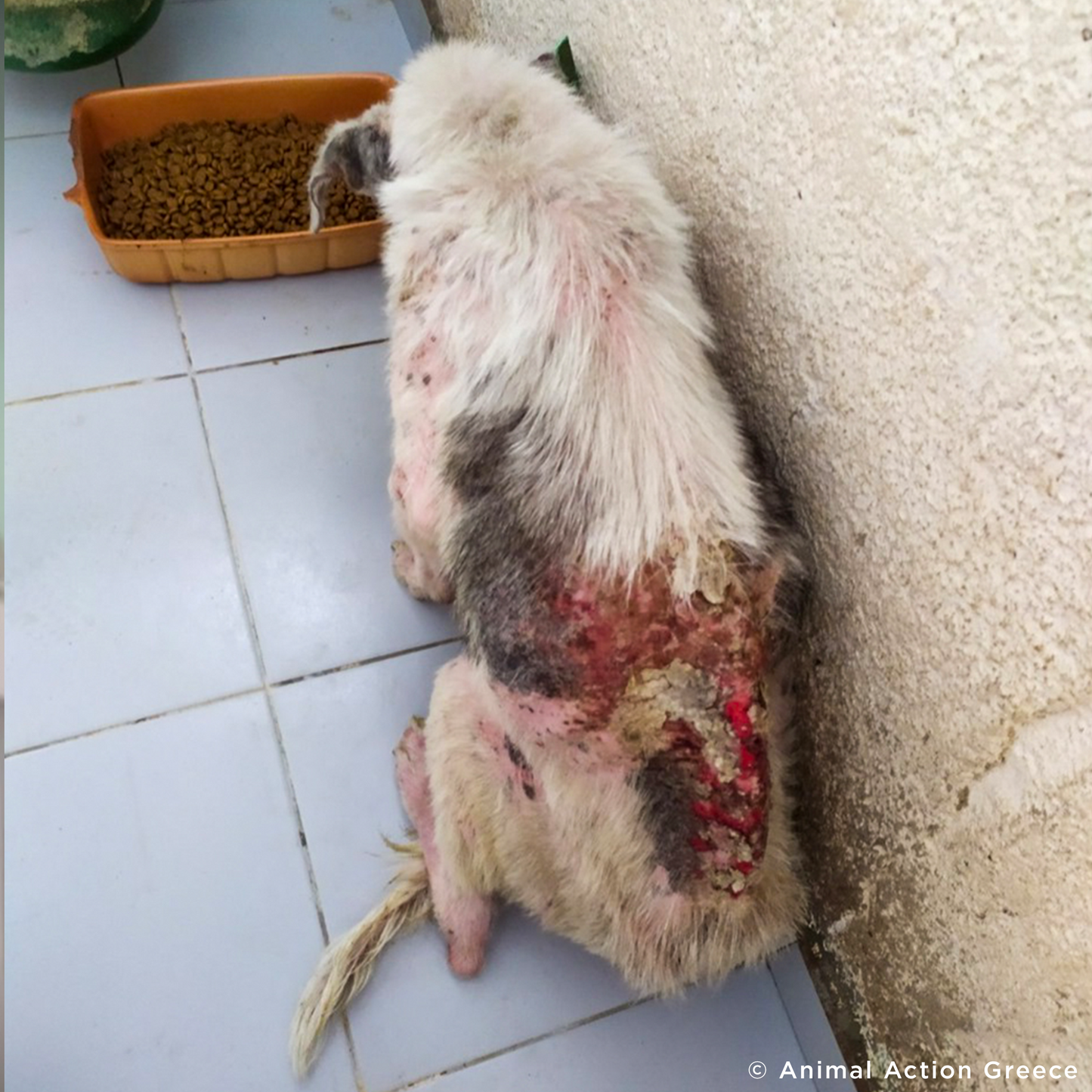 Help Ghost Recover From Painful Skin Infection