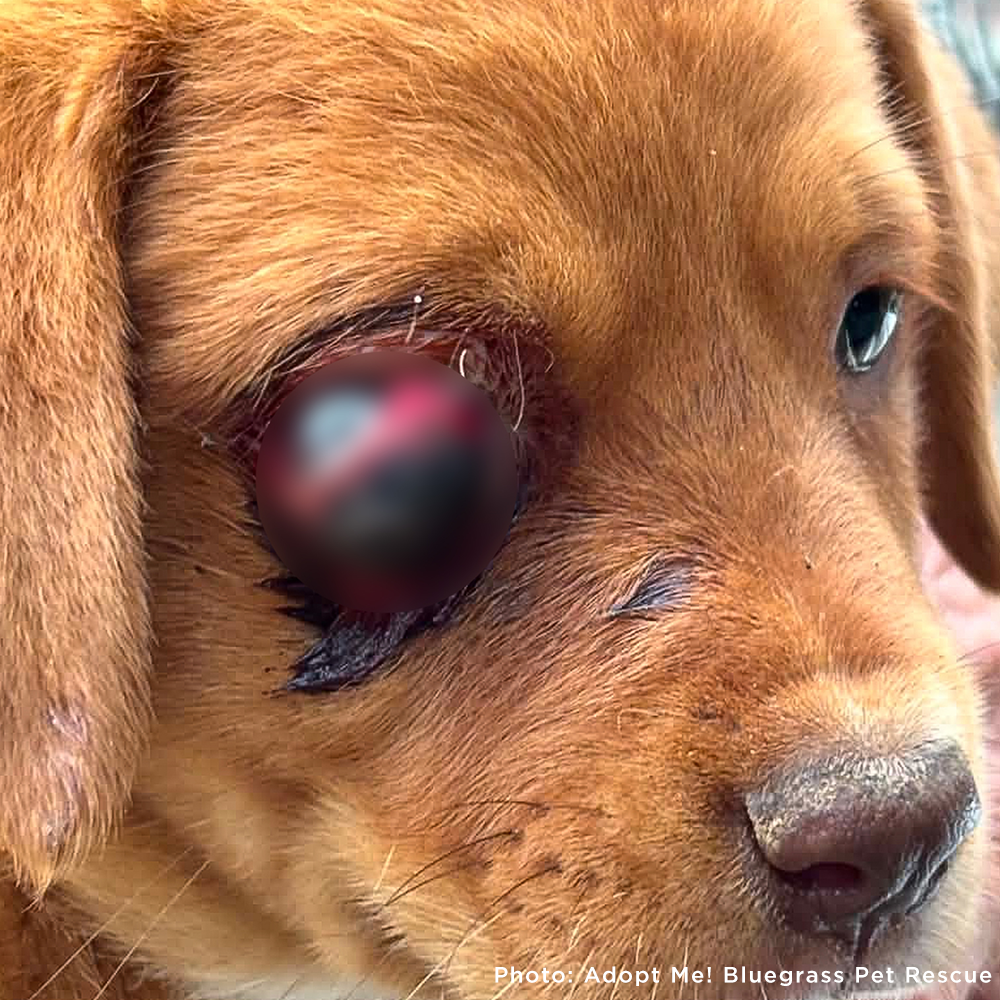 Grace Was Attacked by a Dog - Now She’s Fighting to Heal