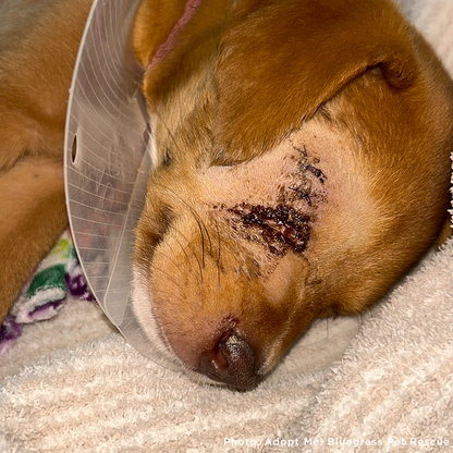Grace Was Attacked by a Dog - Now She’s Fighting to Heal
