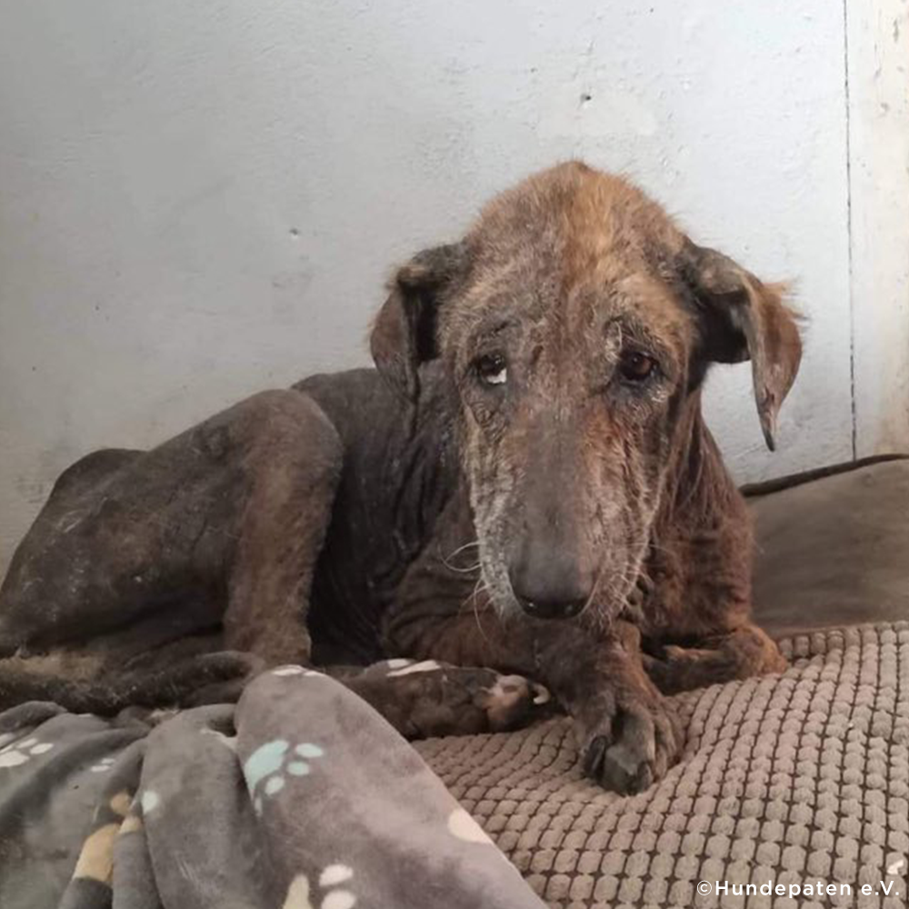 Funded: Help Emaciated Dog Who Was Waiting to Die Get Care He Needs | The Animal Rescue Site