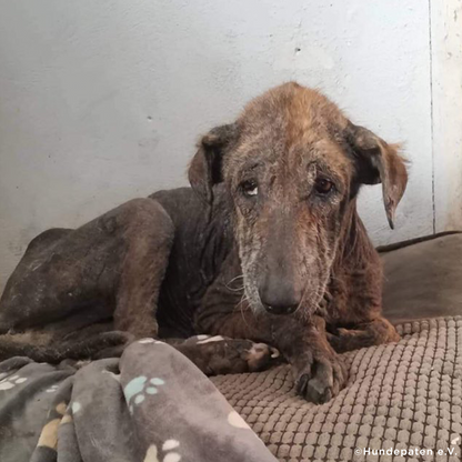 Funded: Help Emaciated Dog Who Was Waiting to Die Get Care He Needs