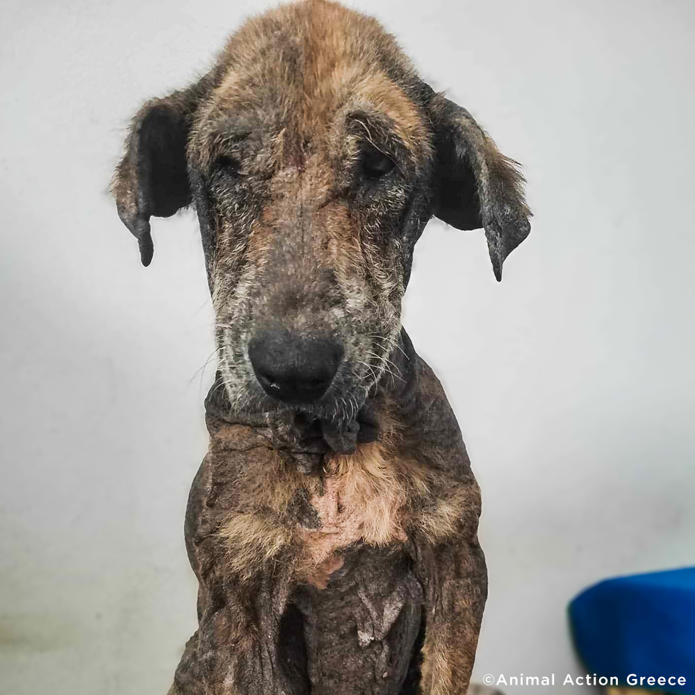 Funded: Help Emaciated Dog Who Was Waiting to Die Get Care He Needs | The Animal Rescue Site