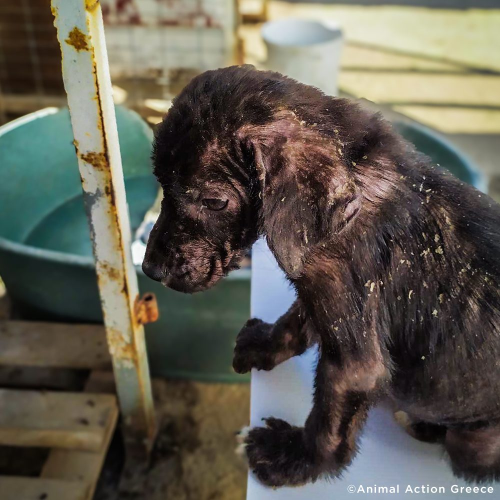 Funded: Parasite-Riddled Puppy Found Alone Needs Immediate Care To Survive