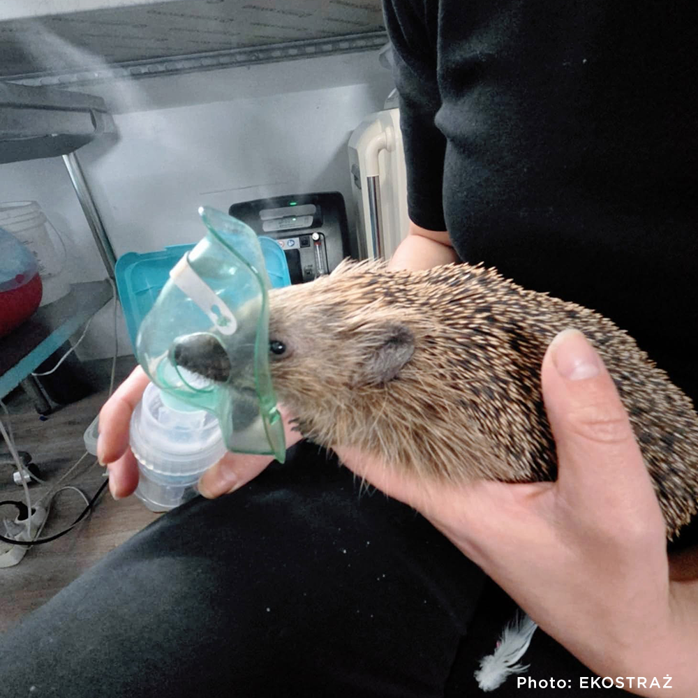 Sick, Vulnerable, and Fighting to Heal - Two Hedgehogs Need a Lifeline