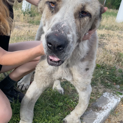 Funded: Emaciated Dog Found on War-Torn Streets Barely Able to Stand Needs Your Help