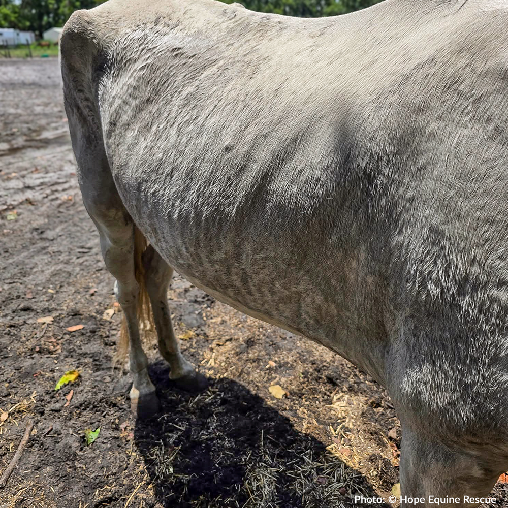 Help Emaciated Horses Heal from Severe Neglect