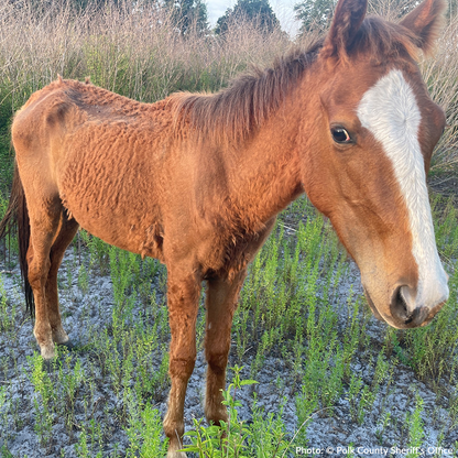 Help Emaciated Horses Heal from Severe Neglect