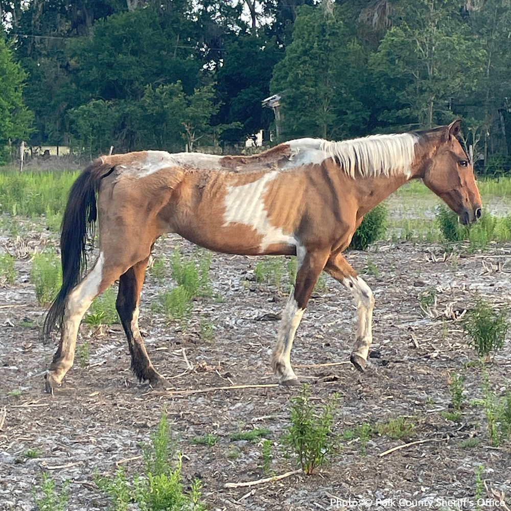 Help Emaciated Horses Heal from Severe Neglect