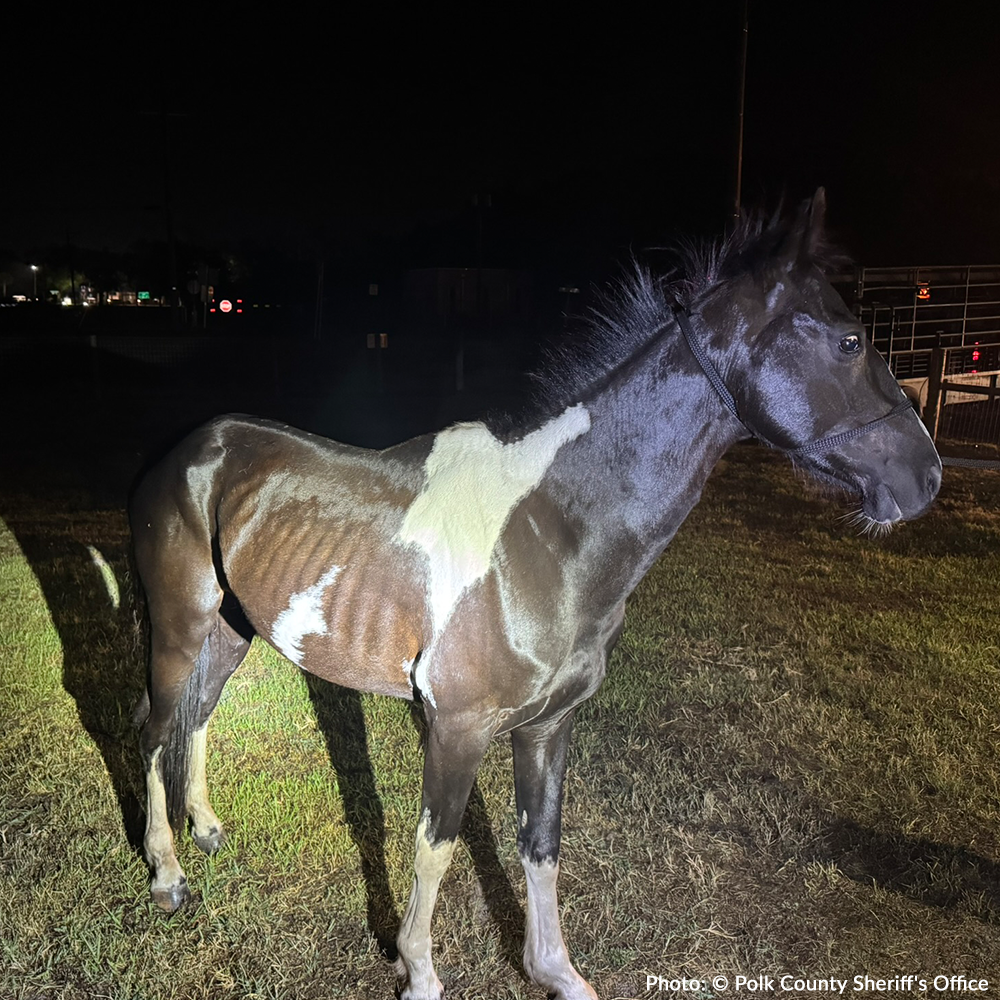 Help Emaciated Horses Heal from Severe Neglect