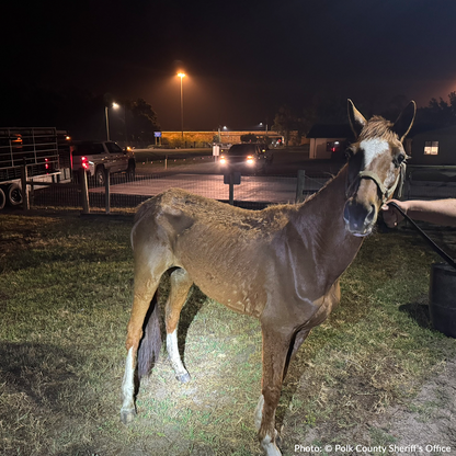 Help Emaciated Horses Heal from Severe Neglect