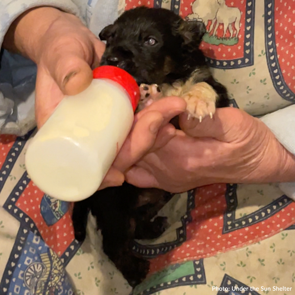 Save Abandoned Newborn Puppies Fighting for Their Lives in Ukraine