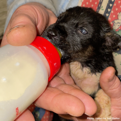 Save Abandoned Newborn Puppies Fighting for Their Lives in Ukraine
