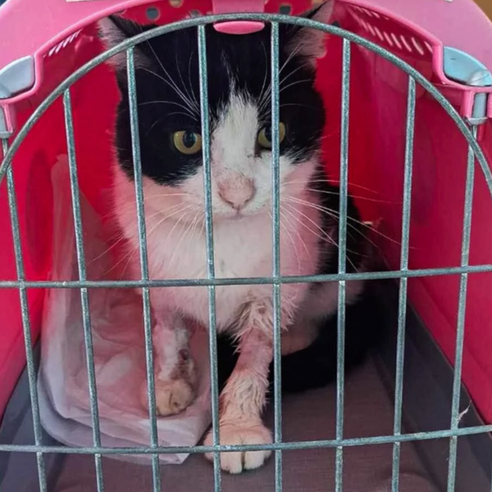 Help Poor Panda Recover From Devastating Illness