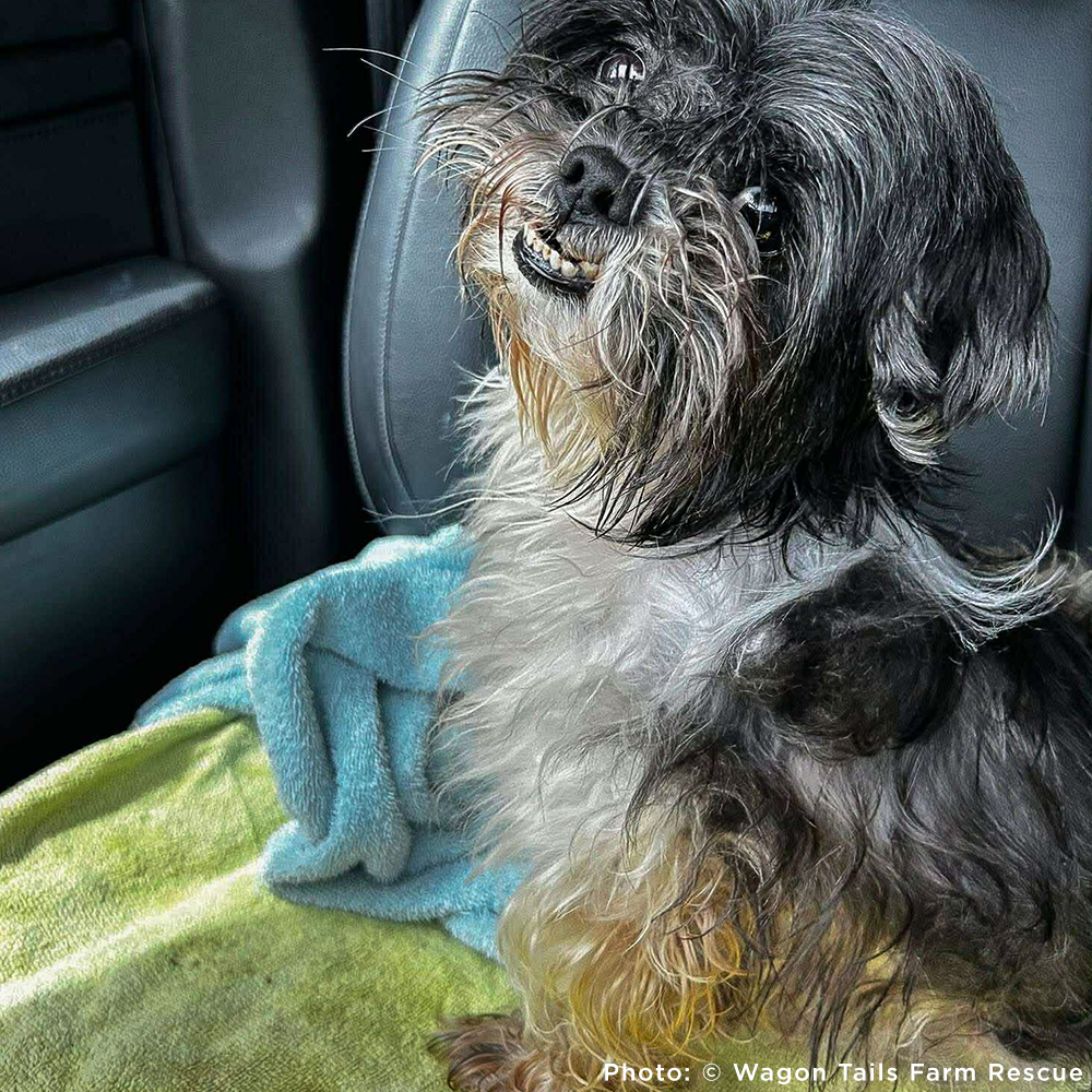 Funded: Help Perla Heal From Kidney Stones and Dental Disease