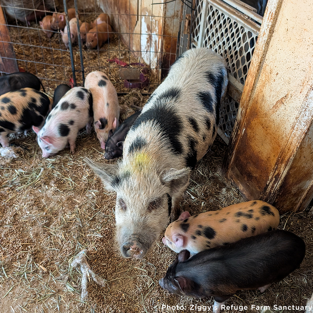 More Than 160 Pigs Rescued From Neglect Need Medical Care